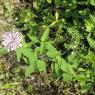 flower white purple