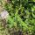 flower white purple
