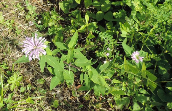 flower white purple