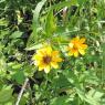 flower yellow