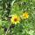 flower yellow
