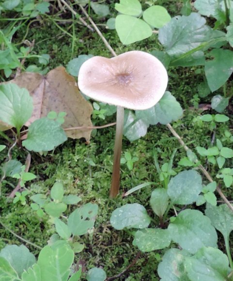 mushroom