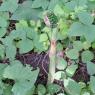 weird plant