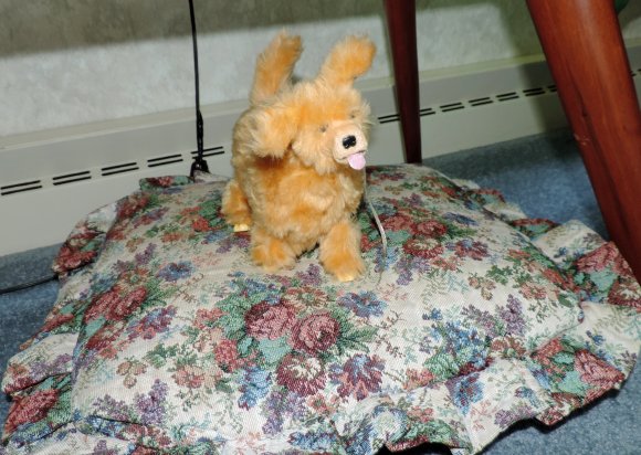 puppy