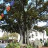 21 tree