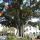 21 tree