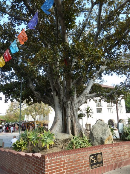 21 tree