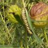 caterpillar