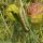 caterpillar