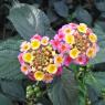 flower2