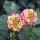 flower2