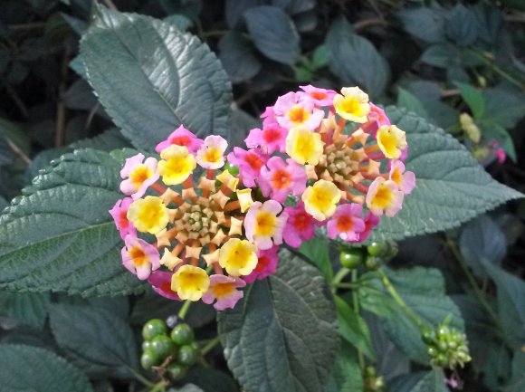 flower2