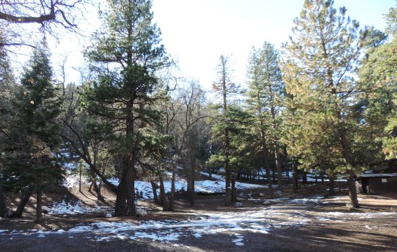 11 trees and snow