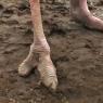 15 two toes