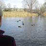 32 ducks