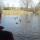 32 ducks