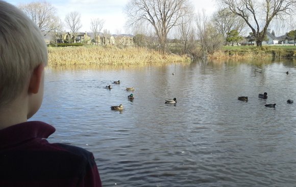 32 ducks