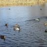 33 ducks