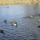 33 ducks
