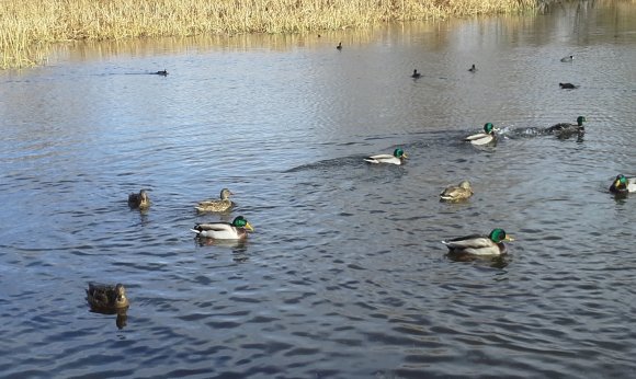 33 ducks