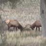 42 elk2