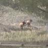 42 elk5