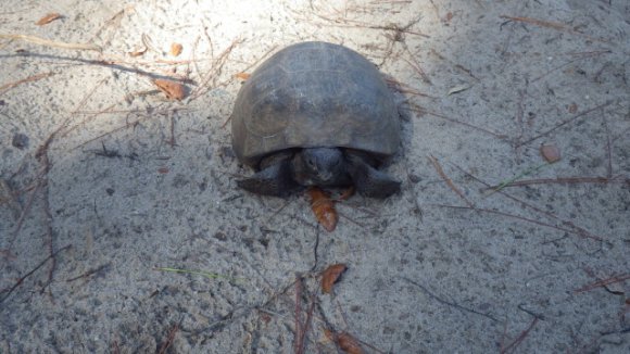 gopher tortoise2