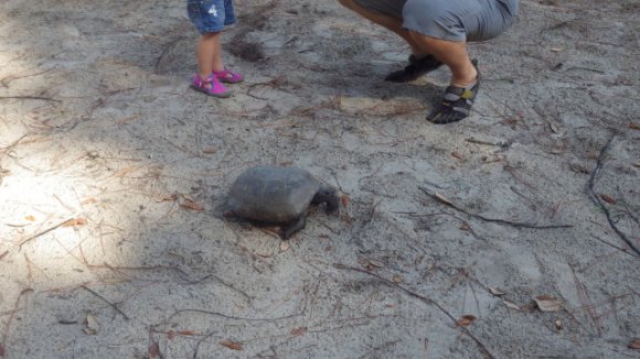gopher tortoise3