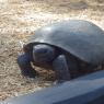 gopher tortoise