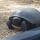 gopher tortoise