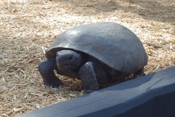 gopher tortoise
