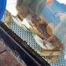 83 crab