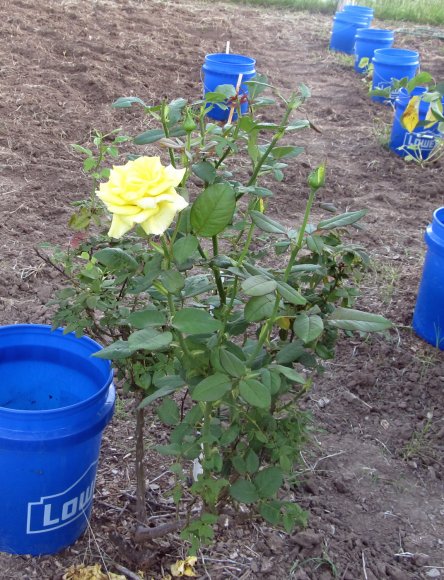 rose