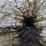 stump