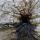 stump