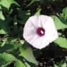 05 flower