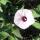 05 flower