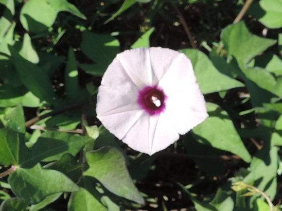 05 flower