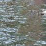 35 ducklings
