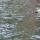 35 ducklings