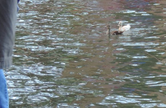 35 ducklings