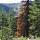 12 dead tree