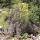 13 tree moss