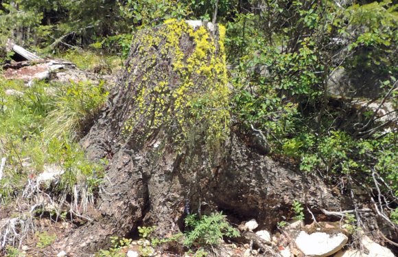 13 tree moss