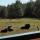 43 bison