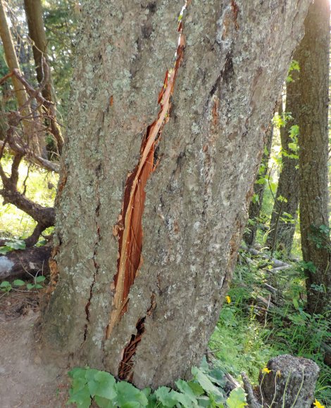 18 split trunk