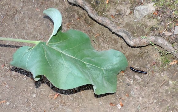 24 caterpillar