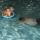 swim joel benjamin nate