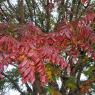 55 leaves