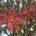55 leaves